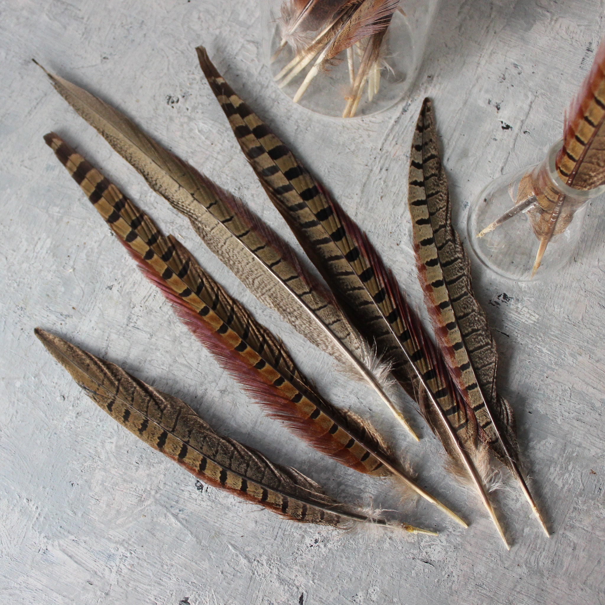 https://www.tribecastlemaine.com.au/cdn/shop/products/pheasant-feathers-ethically-sourced-478154_2048x2048.jpg?v=1693512573